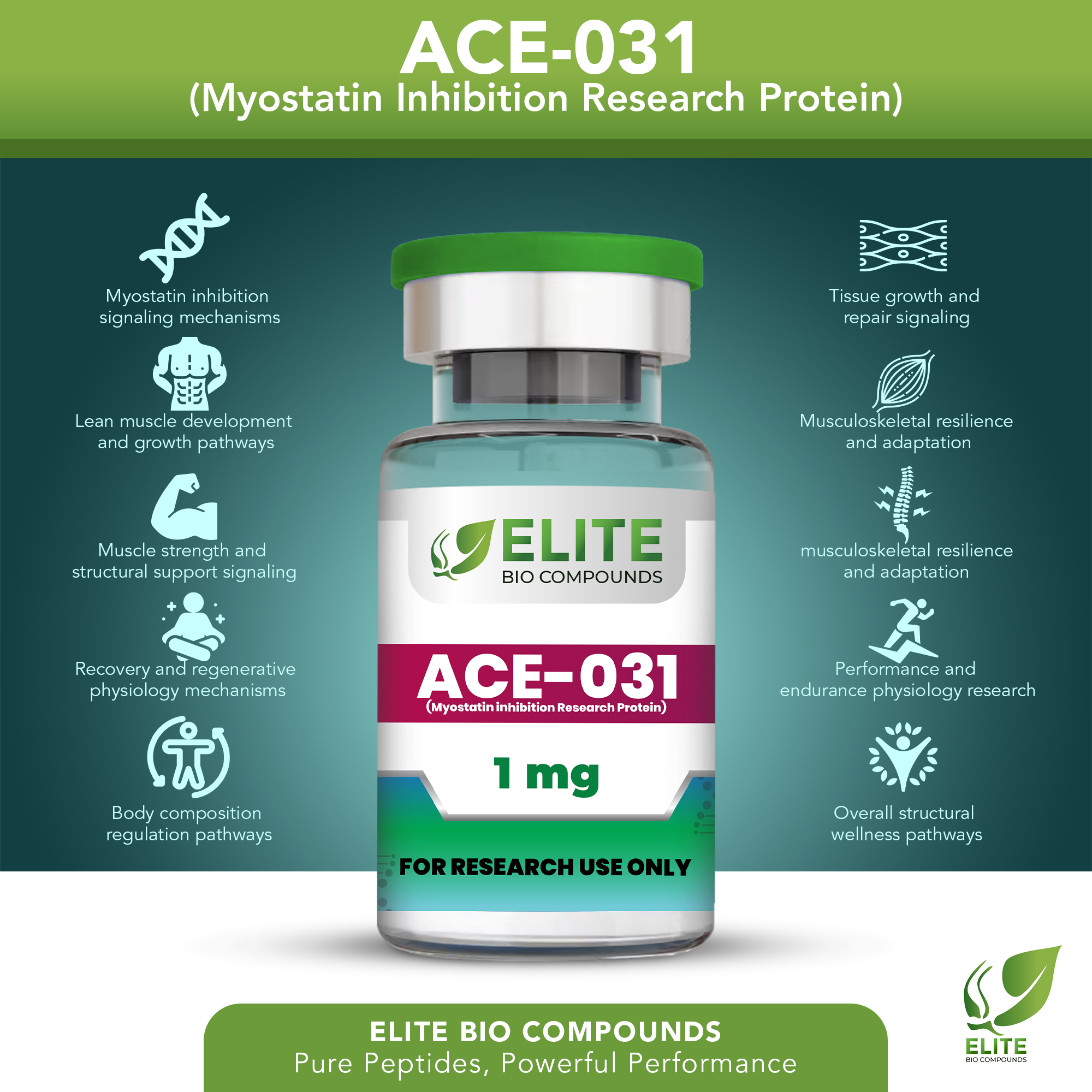 ACE-031 (1 mg) | Muscle Development Support Peptide | COA Verified