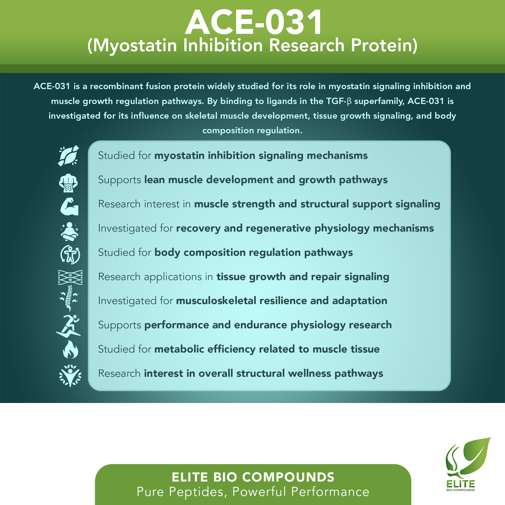 ACE-031 (1 mg) | Muscle Development Support Peptide | COA Verified